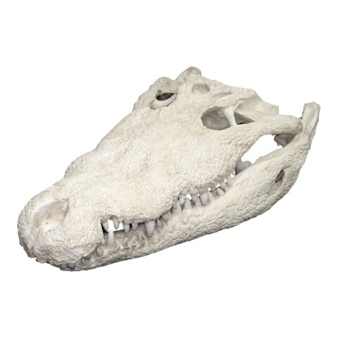 Replica American Crocodile Skull (30.3")