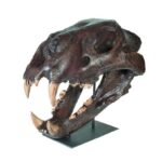 Replica American Lion Skull – Felis atrox