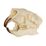 Replica American Porcupine Skull