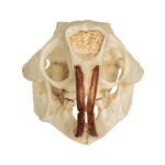 Replica American Porcupine Skull