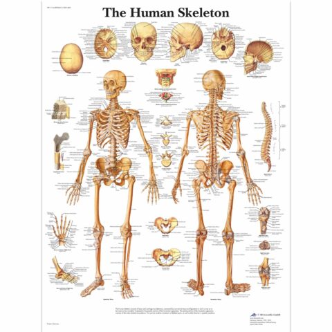 Human Skeleton Chart - Laminated