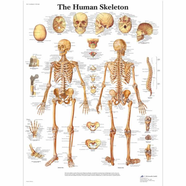Human Skeleton Chart – Laminated