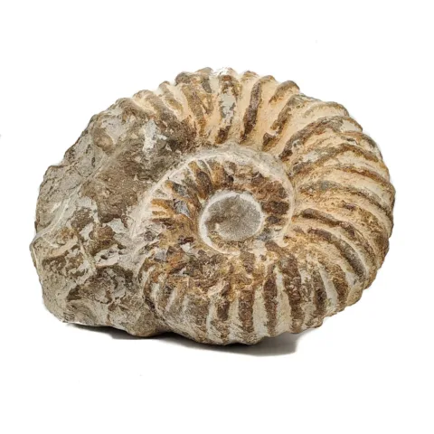 Fossil Ammonite - Large