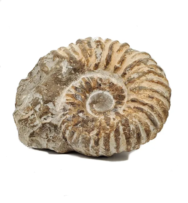 Fossil Ammonite – Large
