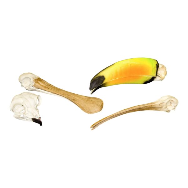 Replica Animal Adaptation Skull Kit – Birds