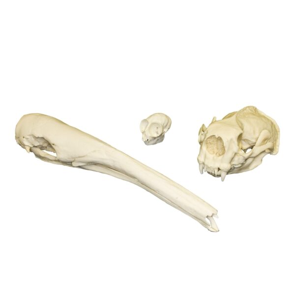 Replica Comparative Skull Kit – Mammal Adaptations