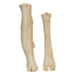 Replica Animal Pathology Bone Set