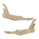 Replica Animal Pathology Bone Set
