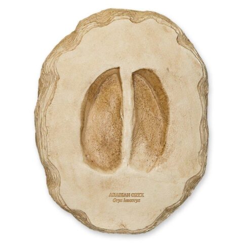 Replica Arabian Oryx Footprint