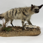  Real Taxidermy Aardwolf (Proteles cristatus)