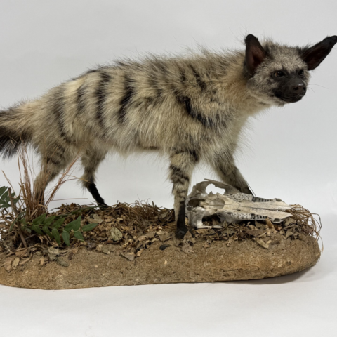  Real Taxidermy Aardwolf (Proteles cristatus)