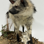  Real Taxidermy Aardwolf (Proteles cristatus)