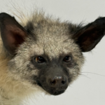  Real Taxidermy Aardwolf (Proteles cristatus)