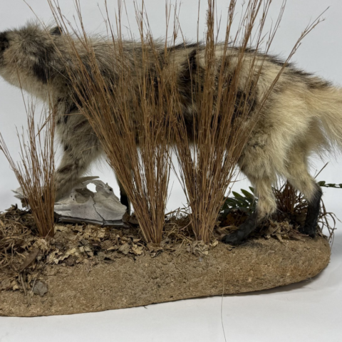  Real Taxidermy Aardwolf (Proteles cristatus)
