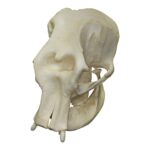 Replica Asian Elephant Skull – Female