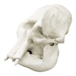 Replica Asian Elephant Skull – Female