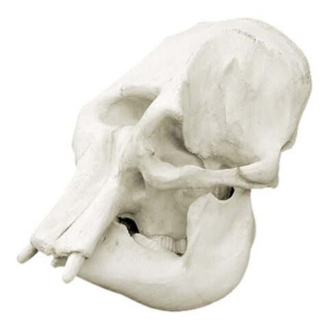 Replica Asian Elephant Skull - Female