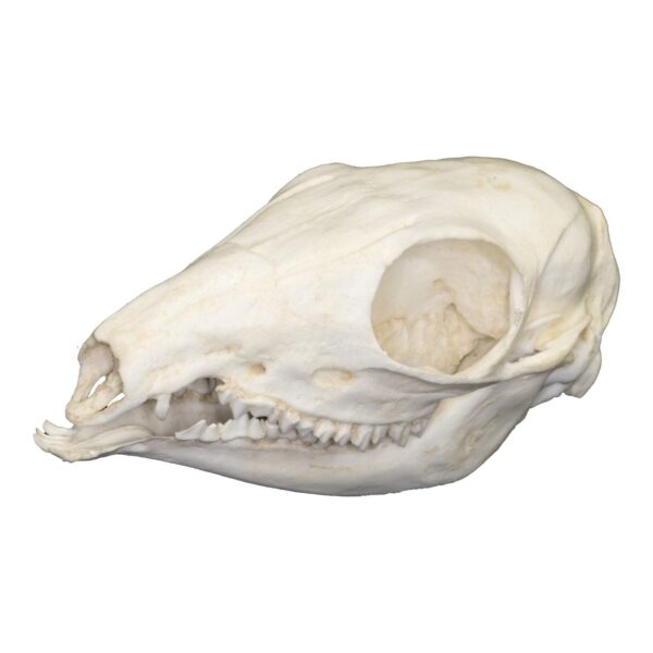 Replica Asiatic Mouse Deer Skull