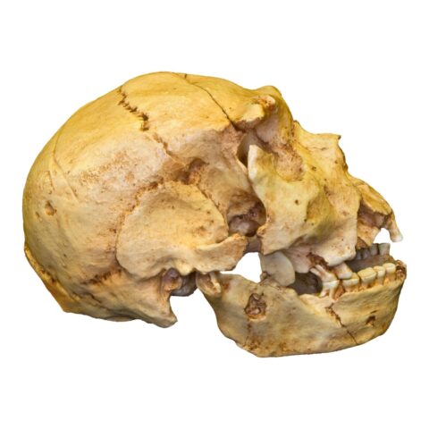 Replica Atapuerca 5 Skull