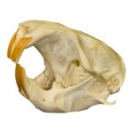 Real Attwater’s Pocket Gopher Skull