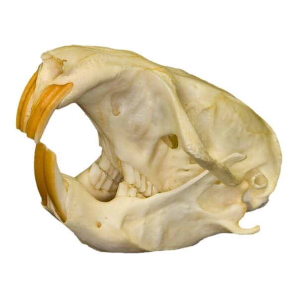 Real Attwater’s Pocket Gopher Skull