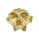 Replica SK-48 Skull – Cranium Only