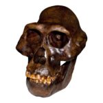 Replica Australopithecus afarensis Skull – Male