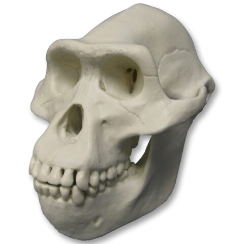 Replica Half Scale Primate Skull Australopithecus afarensis