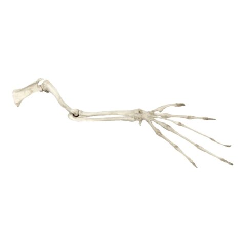 Replica Aye-aye Arm