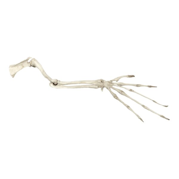 Replica Aye-aye Arm