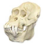 Replica Sumatran Orangutan Skull – Male