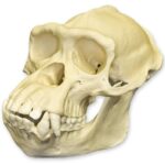 Replica Chimpanzee Skull – Male