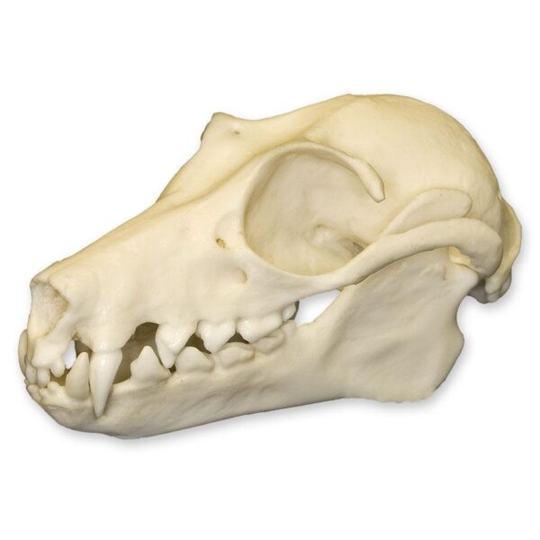 Replica Fruit Bat Skull – 2.9994 g