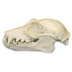 Replica Fruit Bat Skull – 2.9994 g