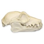 Replica Fruit Bat Skull – 2.9994 g