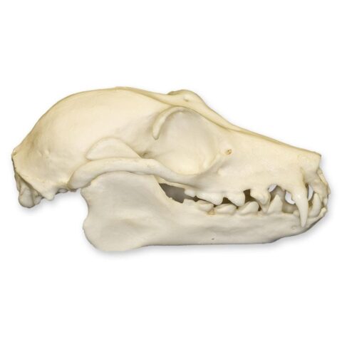 Replica Fruit Bat Skull - 2.9994 g