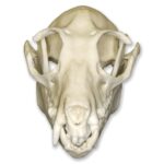 Replica Fruit Bat Skull – 2.9994 g