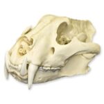 Replica Siberian Tiger Skull – Male