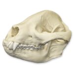 Replica Giant Panda Skull – Adolescent