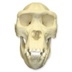 Replica Lowland Gorilla Skull – Female