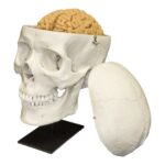 Replica Human Skull with Brain and Stand – Asian Male