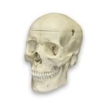 Replica Human Skull with Brain and Stand – Asian Male