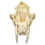 Replica Sabertooth Cat Skull – South American (Smilodon populator)