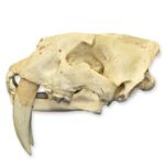 Replica Sabertooth Cat Skull – South American (Smilodon populator)