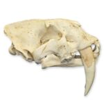 Replica Sabertooth Cat Skull – South American (Smilodon populator)