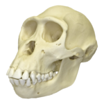 Replica Bonobo Skull – Female