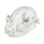 Replica Raccoon Skull – Economy