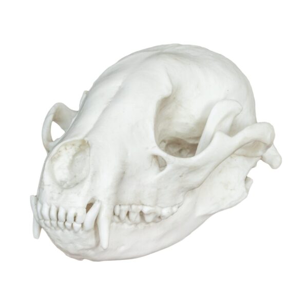 Replica Raccoon Skull – Economy