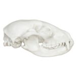 Replica Raccoon Skull – Economy