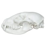Replica Raccoon Skull – Economy